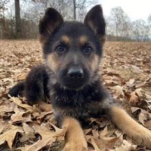 German Shepherd Dog Puppy Cyclone