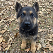 German Shepherd Dog Puppy Cyclone