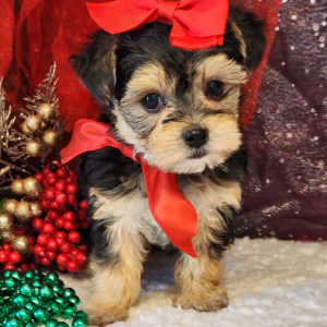 Morkie Puppy Maizey