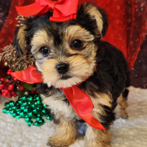 Morkie Puppy Maizey