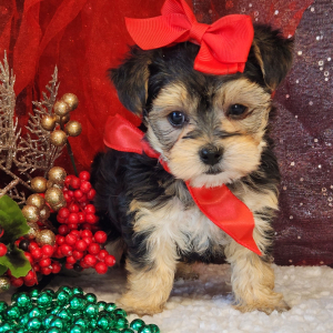 Morkie Puppy Maizey