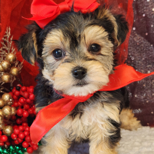 Morkie Puppy Maizey