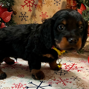 Dachshund Puppy Bashful