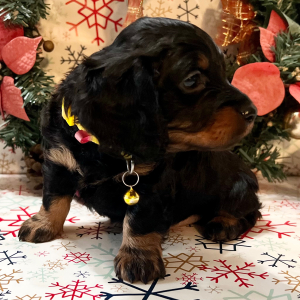 Dachshund Puppy Bashful