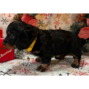 Dachshund Puppy Bashful