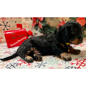 Dachshund Puppy Bashful