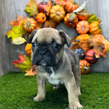 French Bulldog Puppy Everly