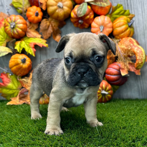 French Bulldog Puppy Everly