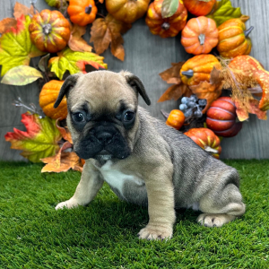 French Bulldog Puppy Everly