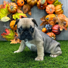 French Bulldog Puppy Everly