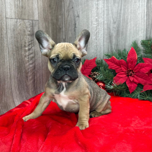 French Bulldog Puppy Everly