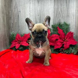 French Bulldog Puppy Everly