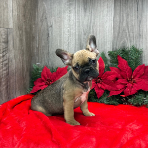 French Bulldog Puppy Everly