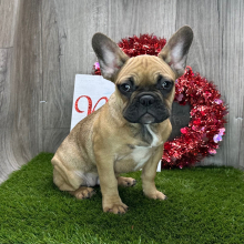 French Bulldog Puppy Everly