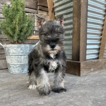 Miniature Schnauzer Puppy Ian