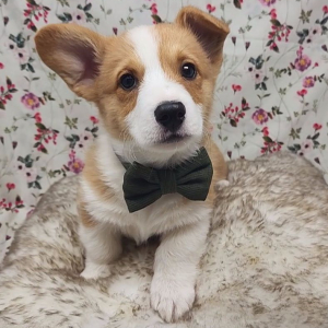 Pembroke Welsh Corgi Puppy Motly