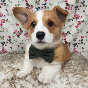Pembroke Welsh Corgi Puppy Motly
