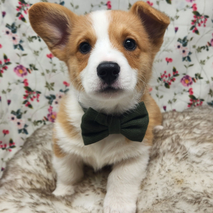 Pembroke Welsh Corgi Puppy Motly