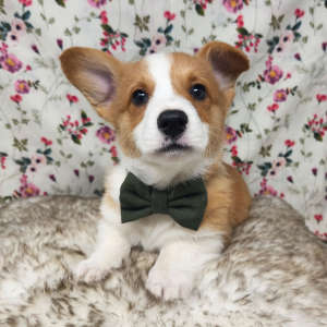 Pembroke Welsh Corgi Puppy Motly