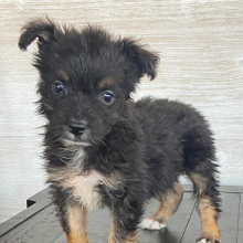 Australian Shepherd Puppy Timmy