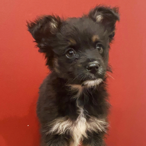 Australian Shepherd Puppy Timmy