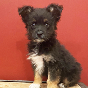 Australian Shepherd Puppy Timmy