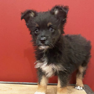 Australian Shepherd Puppy Timmy