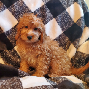 Cavapoo Puppy Cookie