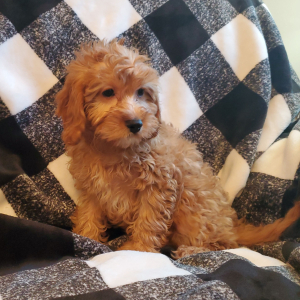 Cavapoo Puppy Cookie