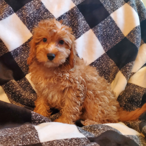 Cavapoo Puppy Cookie