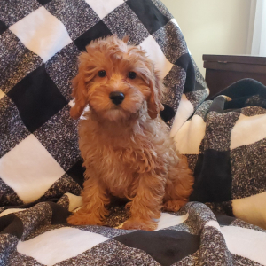 Cavapoo Puppy Cookie