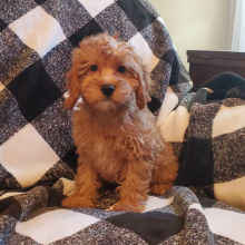 Cavapoo Puppy Cookie