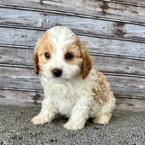 Cavapoo Puppy Pat