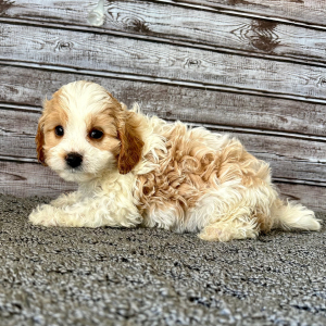 Cavapoo Puppy Pat