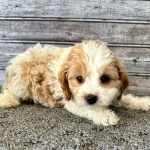 Cavapoo Puppy Pat