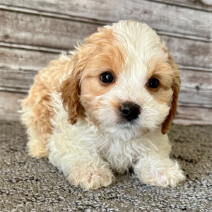Cavapoo Puppy Pat