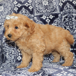 Goldendoodle Puppy Cori