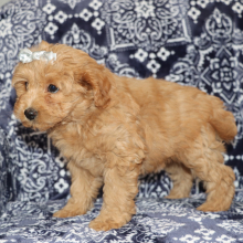 Goldendoodle Puppy Cori