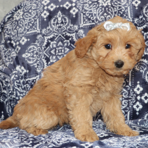 Goldendoodle Puppy Cori
