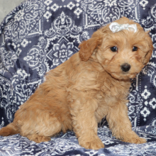 Goldendoodle Puppy Cori