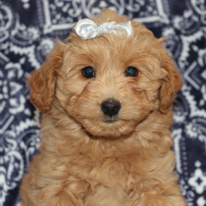 Goldendoodle Puppy Cori