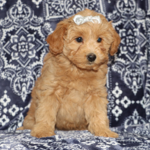 Goldendoodle Puppy Cori