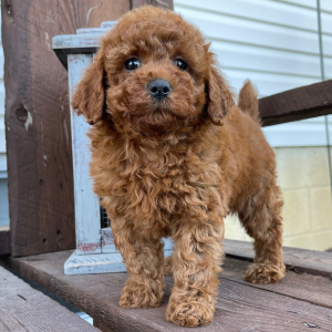 Poodle Puppy Amber