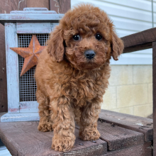 Poodle Puppy Amber