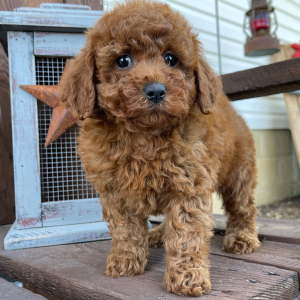 Poodle Puppy Amber