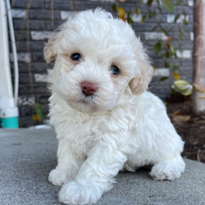 Bichonpoo Puppy Beth