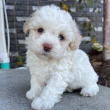 Bichonpoo Puppy Beth