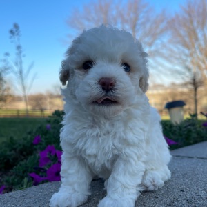 Bichonpoo Puppy Beth