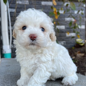 Bichonpoo Puppy Beth