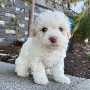 Bichonpoo Puppy Beth